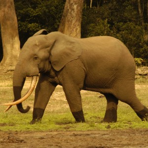 Forest tusker