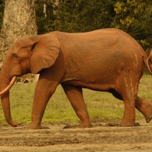 Red forest elephant