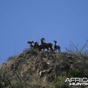 Hunting Desert Bighorn Sheep in Texas