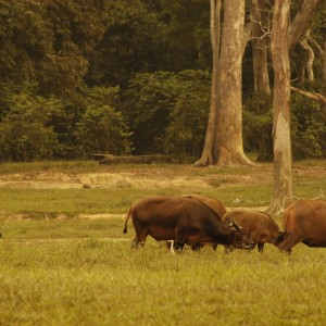 Forest Buffaloes