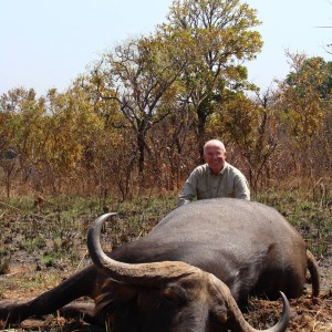 Central African Savannah Buffalo