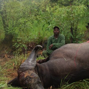33 inch spread Central African Buffalo, no 12 SCI