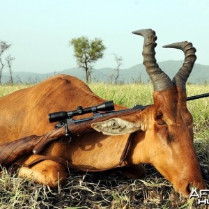 Hunting Neumann's Hartebeest in Ehiopia