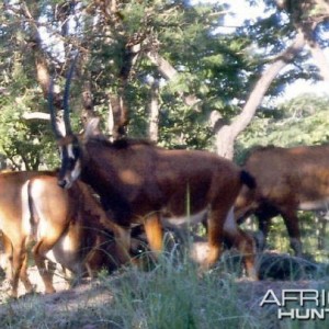 Giant or Royal Sable in Angola