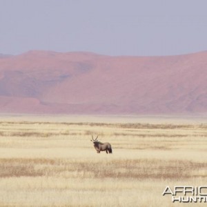 Gemsbok at Sossusvlei Namibia