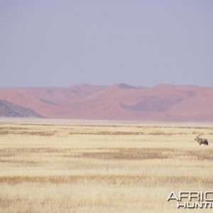 Gemsbok at Sossusvlei Namibia