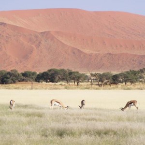 Springbok at Sossusvlei Namibia