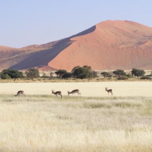 Springbok at Sossusvlei Namibia