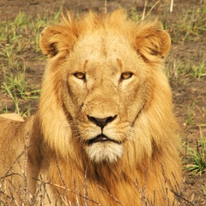 Hunting Lion in Central Africa by call