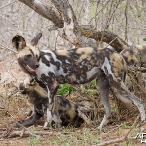 African Wild Dog (Lycaon pictus)