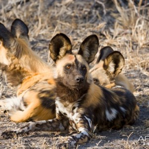 Pack of African Wild Dog (Lycaon pictus)