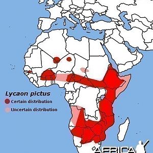 African Wild Dog Range (Lycaon pictus)