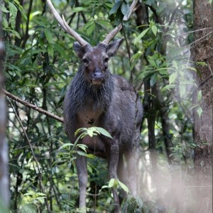 Sambar Deer (Cervus unicolor)