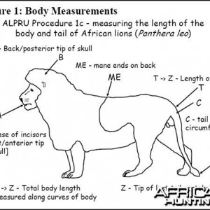 Lion Body Measurement -1