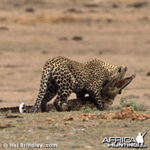 Leopard Attacking Crocodile