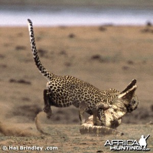 Leopard Attacking Crocodile