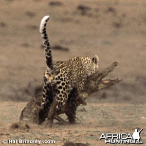 Leopard Attacking Crocodile
