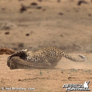 Leopard Attacking Crocodile