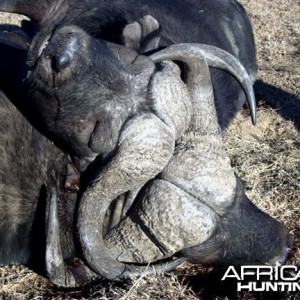 Two Cape Buffalo Die Fighting