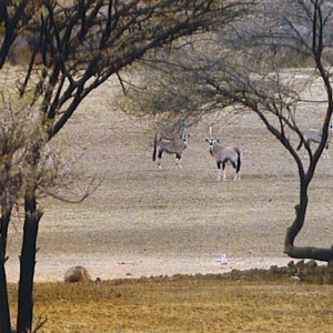 Scene of Gemsbok