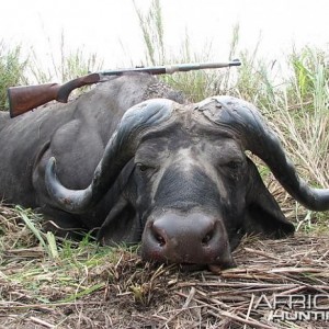 Hunting Cape Buffalo in Tanzania