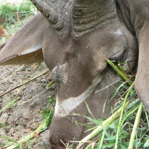 Greater Kudu with a third horn