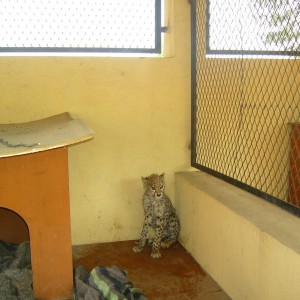 Rescued Baby Cheetah