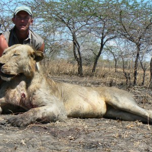 Old mainless lion from Selous Tanzania