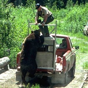 Bear Attack - Mauling