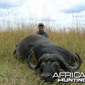 Buffalo hunted in Selous Tanzania