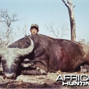 Savanna buffalo - Hunting Benin