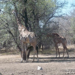 Life on Safari with Spiral Horn Safaris