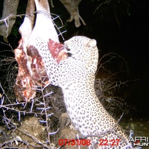 Leopard on bait