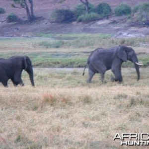 Caprivi elephants
