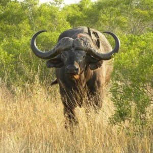 Cape Buffalo in South Africa