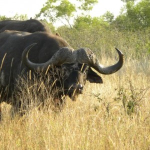 Cape Buffalo in South Africa