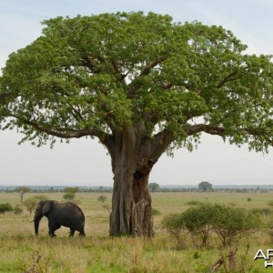 Baobab Tree