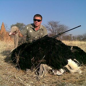 Hunting Ostrich