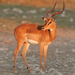 Black-Faced Impala