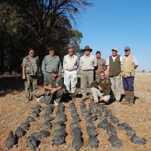 Guineafowl Hunting.