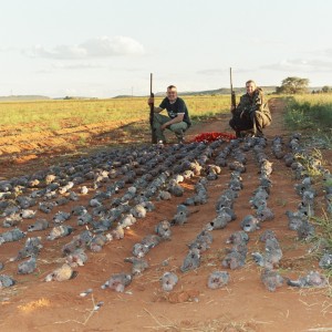 Dove & Pigeon Shooting