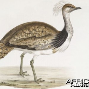 Houbara Bustard