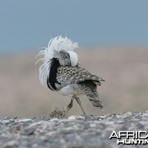 Houbara Male Bustard