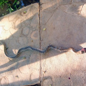 Zebra Snake in Namibia