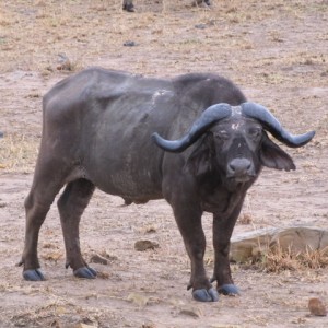 Hunting Tanzania... Old Buffalo Warrior in Kilombero