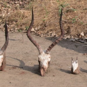 various Trophies hunted in Tanzania