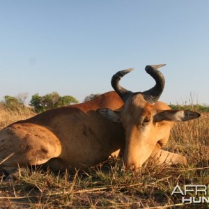 Lichtenstein's Hartebeest hunting in Tanzania