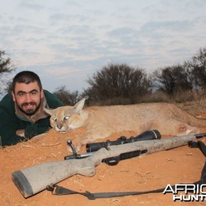 Hunting Caracal