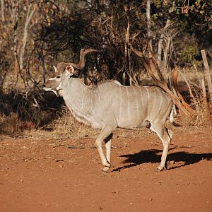 Greater Kudu in South Africa