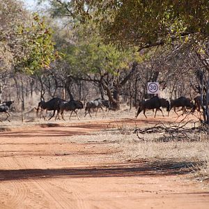 Blue Wildebeest in South Africa